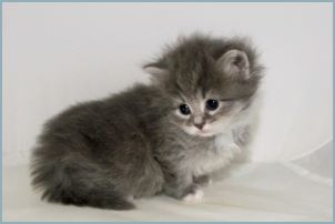 Female Siberian Kitten from Deedlebug Siberians